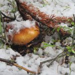 Pilz im ersten Schnee im Banff Nationalpark