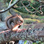 Eichhörnchen auf Campingplatz