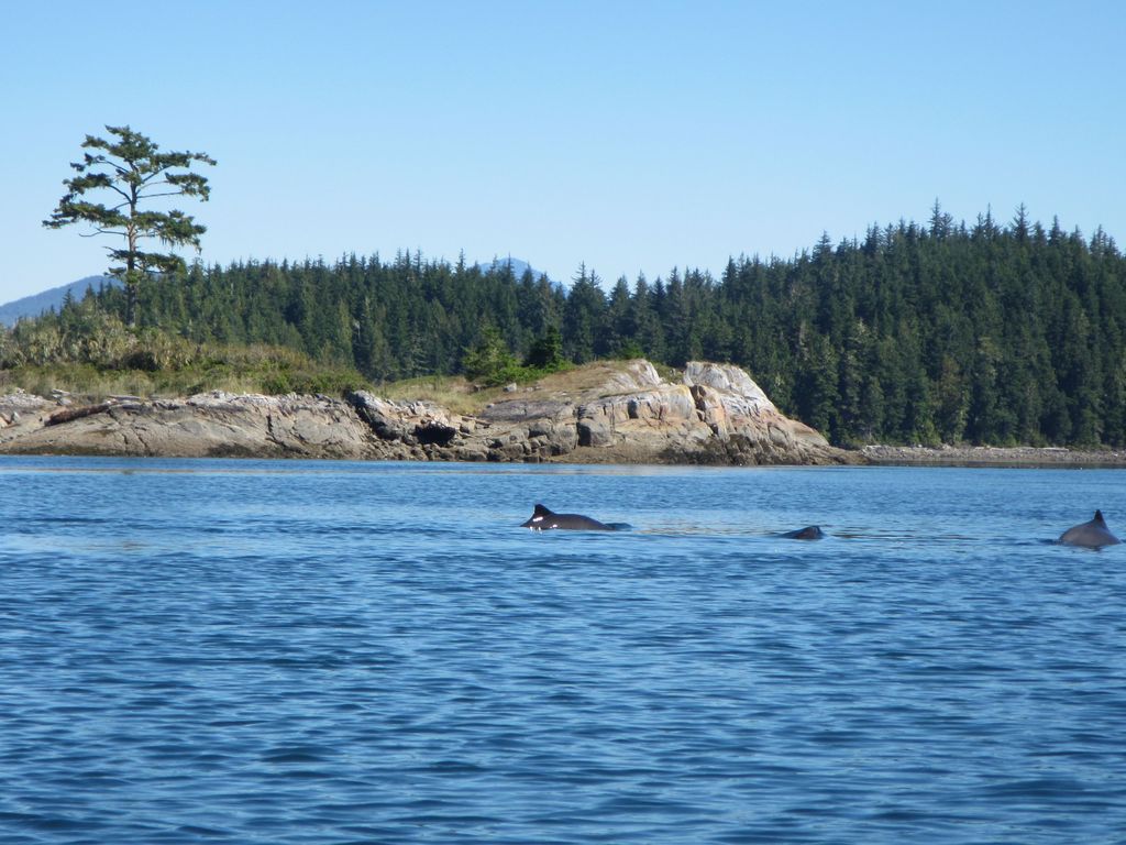 Delfine gehen zwischen den Inseln vor Vancouver Island zur Jagd