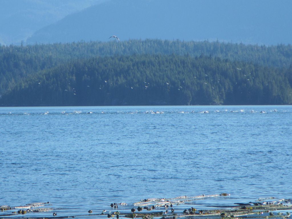 Delfine vor Vancouver Island gehen auf Jagd und Fischfang