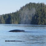 Buckelwal vor Vancouver Island taucht zum Atmen auf