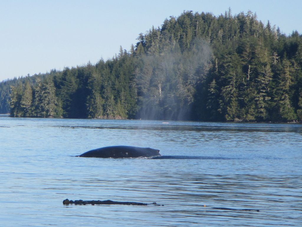 Buckelwal vor Vancouver Island taucht zum Atmen auf