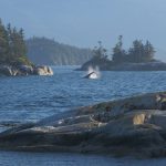 Buckelwal vor Vancouver Island schlägt mit Schwanz