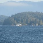 Buckelwal vor Vancouver Island springt aus dem Wasser