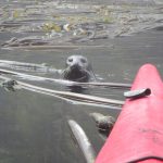 Seehund stattet Seekajak vor Vancouver Island esuch ab