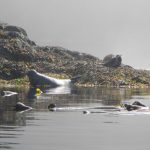 Seelöwen vor Vancouver Island vom Seekajak aus fotografiert