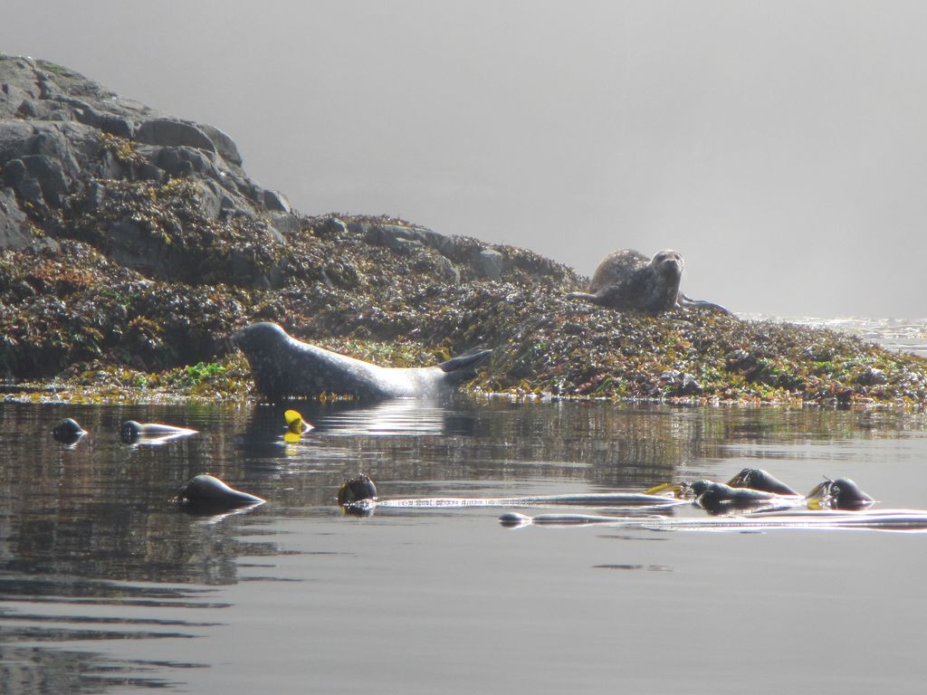 Seelöwen vor Vancouver Island vom Seekajak aus fotografiert